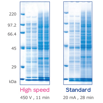 高速泳動と標準泳動したパターン（c-PAGEL Neo 10％）