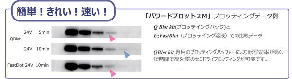 Qblot-date-4125-201812_reference.jpg