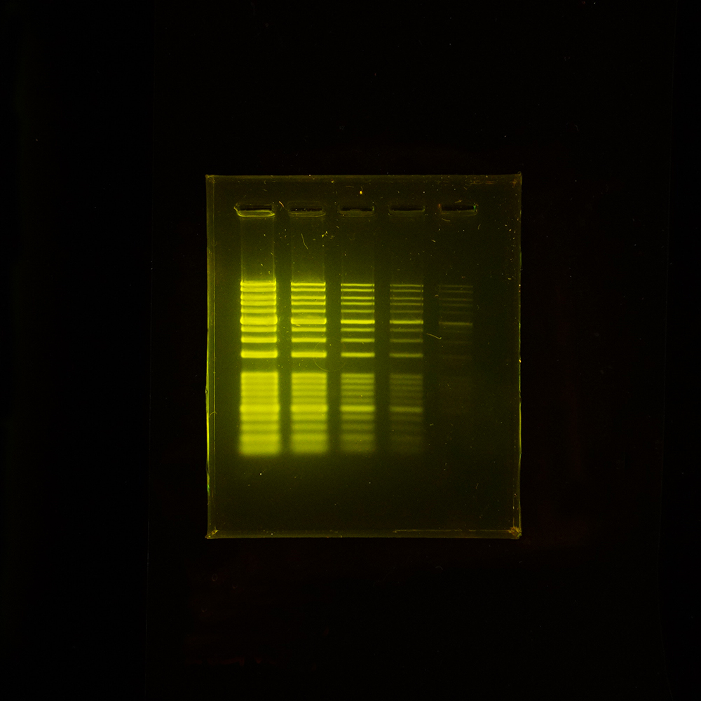 EzFluoroStain DNA 染色ゲル撮影像