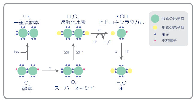 酸素の4電子還元反応.jpg
