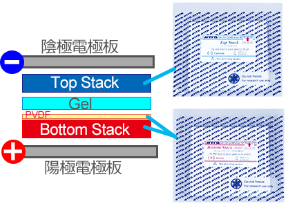 TOP Stackは転写バッファーに浸漬した吸水シート、Bottom Stackは親水化・平衡化済PVDF膜+吸水シートからなるので、面倒な前処理なしですぐにセット可能です。