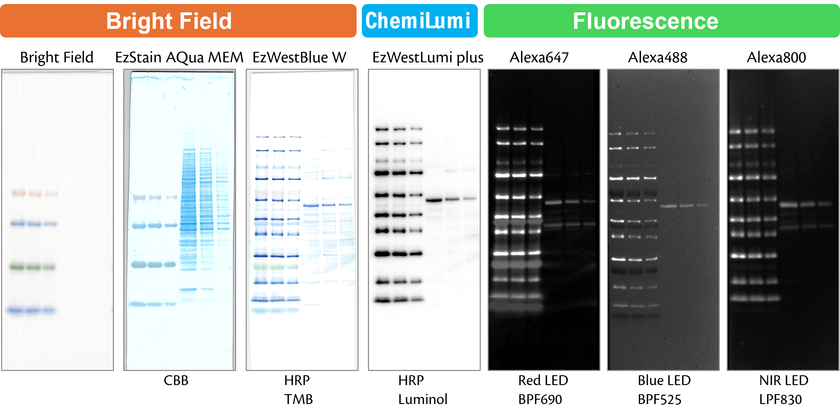 WSE-7023 EzProtein Ladder WB Fig1.png