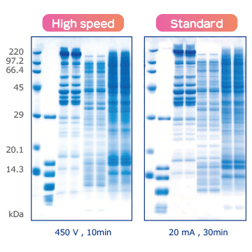 高速泳動と標準泳動したパターン（c-PAGEL Neo 15％）