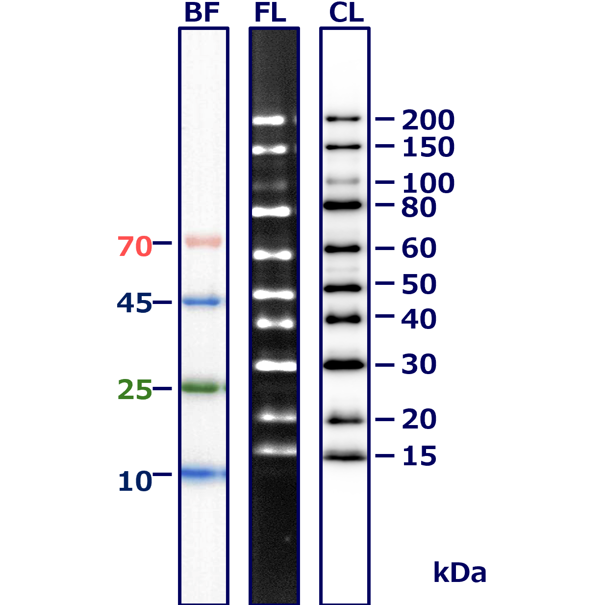 WSE-2300　EzProtein Ladder バンド.png