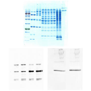QBlot kit Cを使用して転写したPVDF膜をEzStainAQua MEMで染色した結果（上図）と抗体反応後の検出結果（下図）