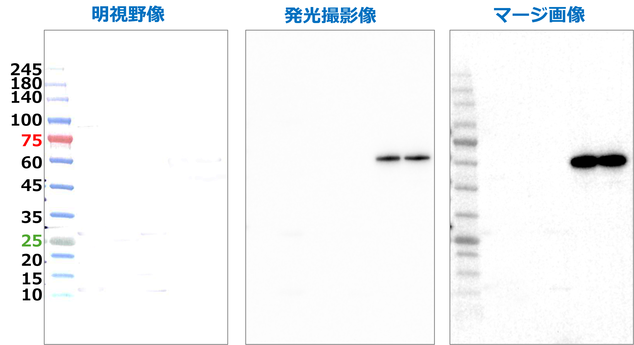 EzProteinLadder data.png