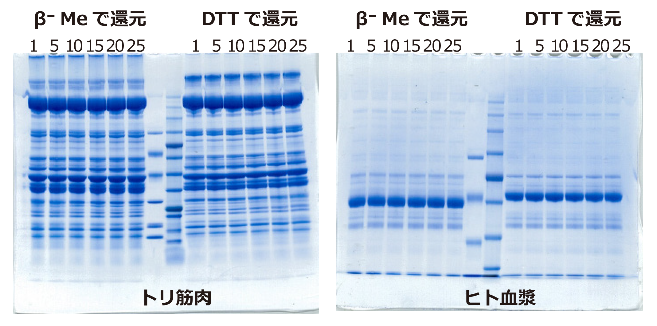 実験例1_抗体の希釈濃度の影響.png