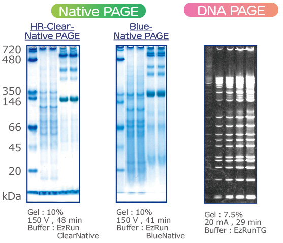 Native_DNA PAGE のコピー.jpg