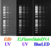 EtBr　UV・LED比較