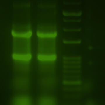 EzPreStain DNA＆RNAでRNAを染色したパターン