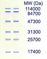 AE-1450 EzStandard PrestainBlue SDS-PAGE／ウエスタンブロッティング用有色タンパク質分子量マーカー　泳動例