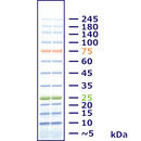 WSE-7020 EzProtein Ladder （イージープロテインラダー）