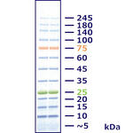 WSE-7020 EzProtein Ladder （イージープロテインラダー）
