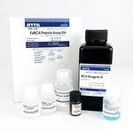 EzBCA Protein Assay Kit（イージーBCAプロテインアッセイキット）